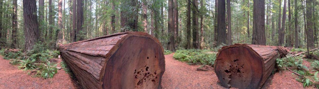 加伯维尔 Glamping In The Redwoods With A Hot Tub!酒店 外观 照片