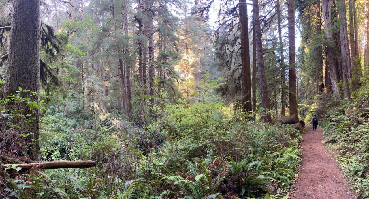 加伯维尔 Glamping In The Redwoods With A Hot Tub!酒店 外观 照片